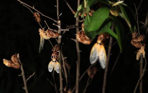 趕走蟬|221年來首次 美國「1兆隻蟬」破土而出時間曝光｜東 